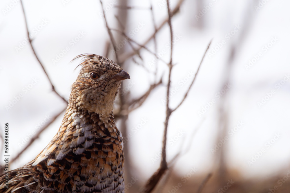 Ruffed grouse in camouflage in early spring in the wild. Ruffed grouse in camouflage in early spring in the wild.