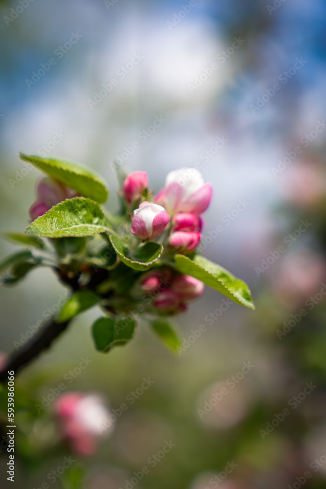 white and pink buds on an apple tree white and pink buds on an apple tree
