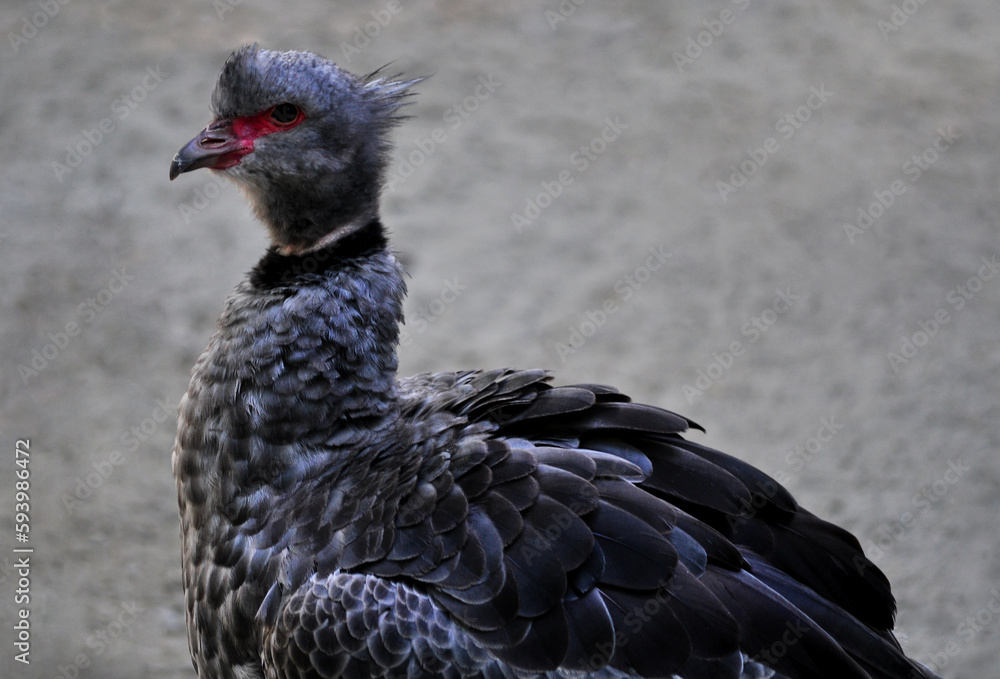 Southern screamer (Chauna torquata) portrait Southern screamer (Chauna torquata) portrait