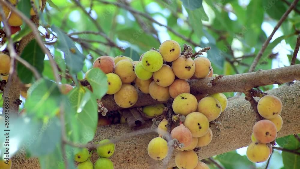Ripe fruit Ficus Racemosa, one of genus ficus fruit. Popularly known as the cluster fig tree, Indian fig tree or cluster fig. Ripe fruit Ficus Racemosa, one of genus ficus fruit. Popularly known as the cluster fig tree, Indian fig tree or cluster fig.