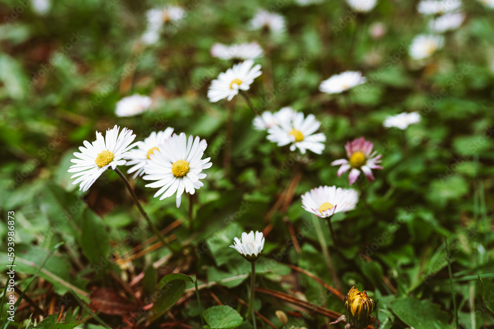 daisies in the garden daisies in the garden