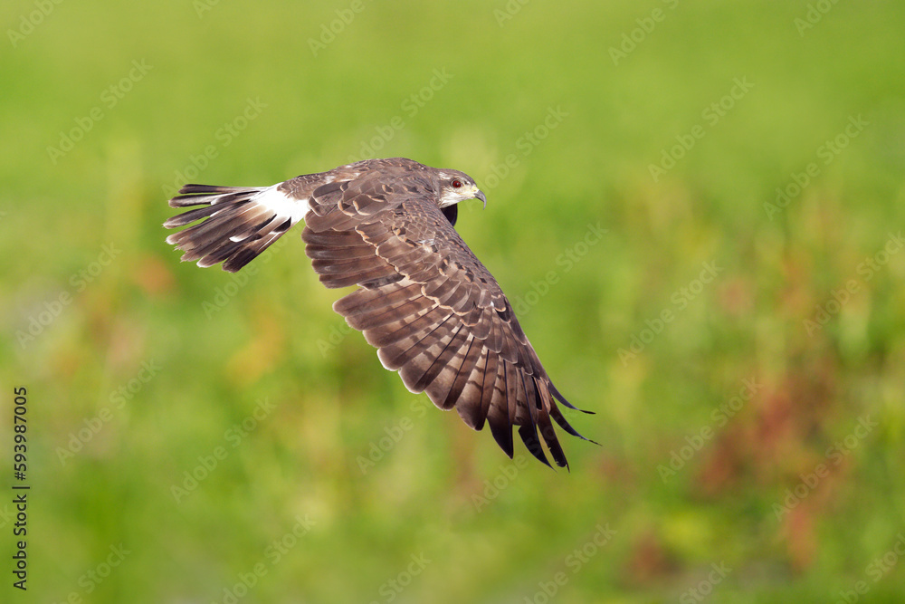 Snail Kite