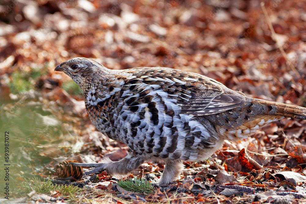 Ruffed grouse is walking in the woods in spring and looking for food. Ruffed grouse is walking in the woods in spring and looking for food.
