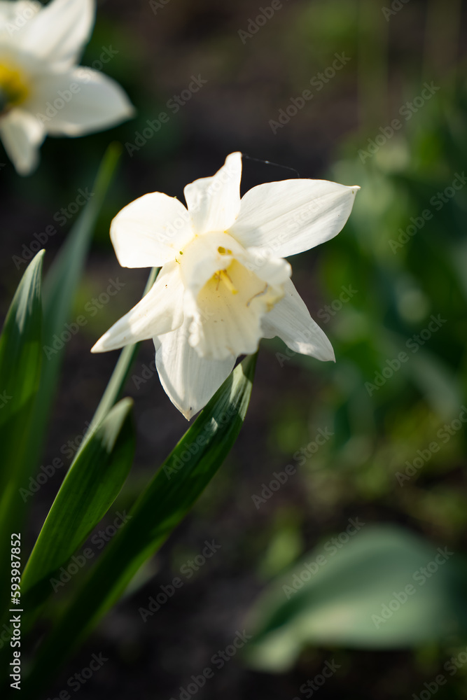 Fototapeta premium white narcissus on a green background