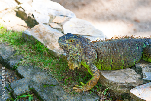 green color iguana lizard in nature. photo of iguana lizard reptile. iguana lizard outdoor.