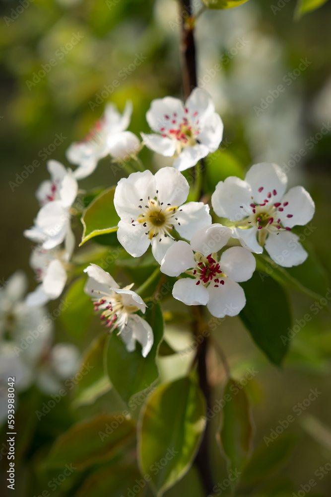 blooming tree