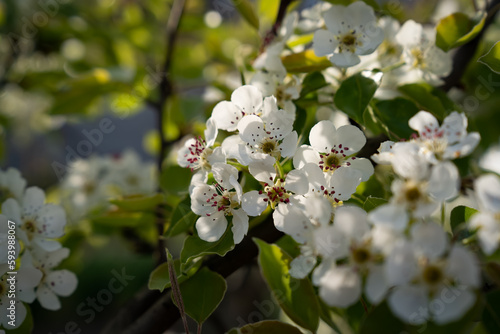a blossoming pear branch on a tree