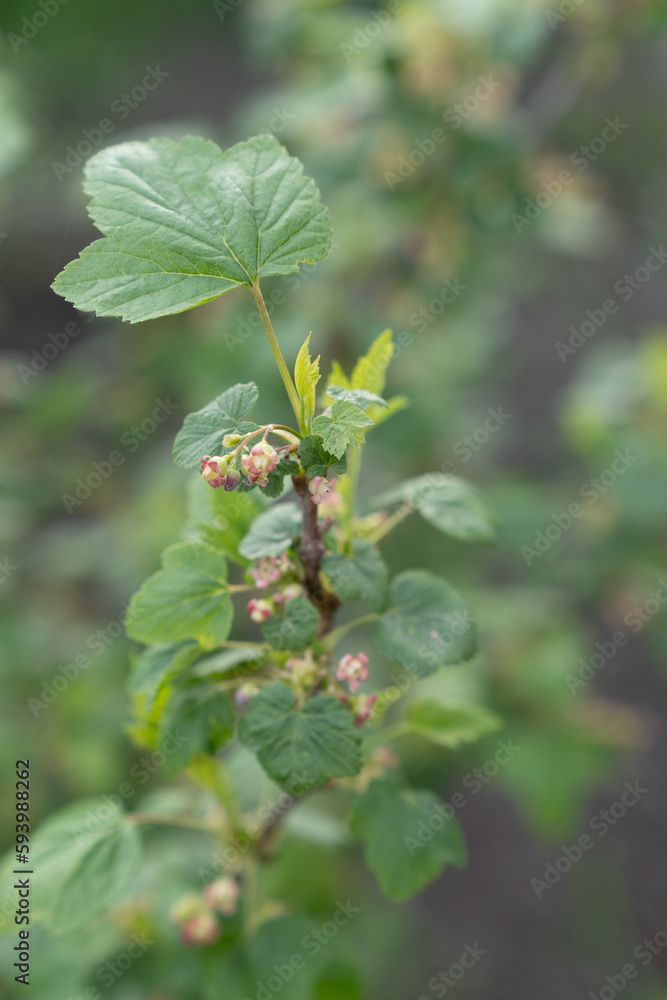currant blossomed in the garden near the house currant blossomed in the garden near the house