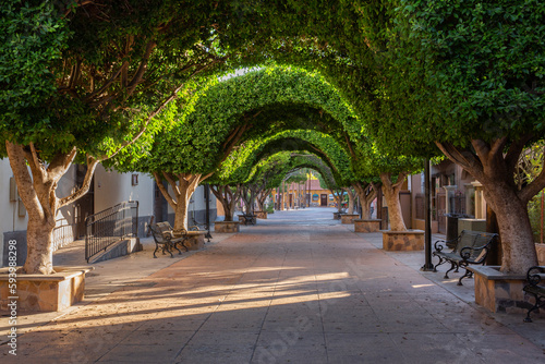 Beautiful pedestrian-only main street surrounded by lush, vibrant manicured trees in Loreto, Mexico
