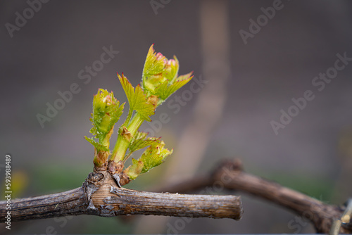 a sprout of a grape shoot on a branch, reproduction and care photo