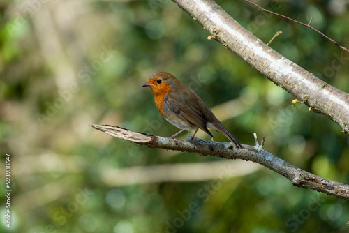 Robin redbreast perched on a branch with a blurred green background