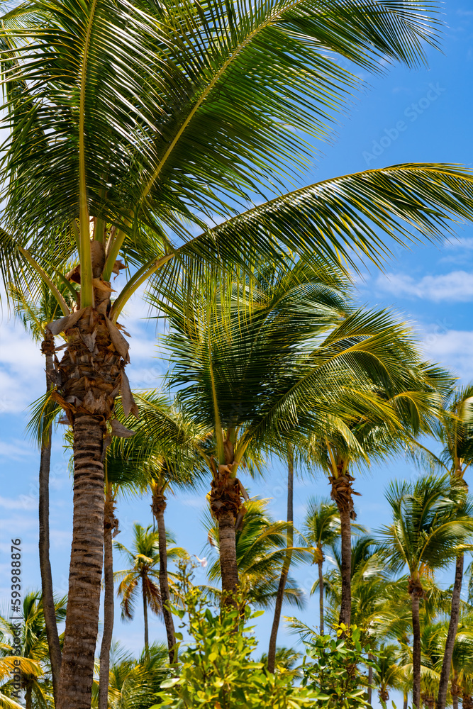 Obraz premium Tall palm trees on the tropical beach “Les Boucaniers“ on the “Pointe Marin“ in Saint Anne on Martinique island in the Caribbean Sea. Idyllic french holiday paradise with typical vegetation.