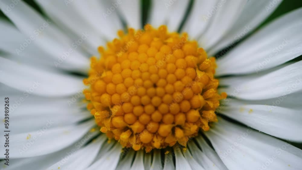 Daisy flower stamen seeds macro close up Daisy flower stamen seeds macro close up