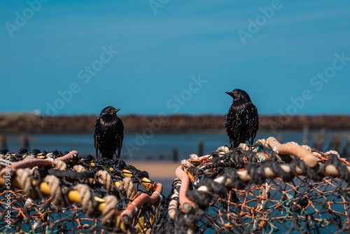 Two starling birds on a fishing net in Amble, UK