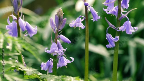 Bluebell flowers budding in English springtime woodland  photo