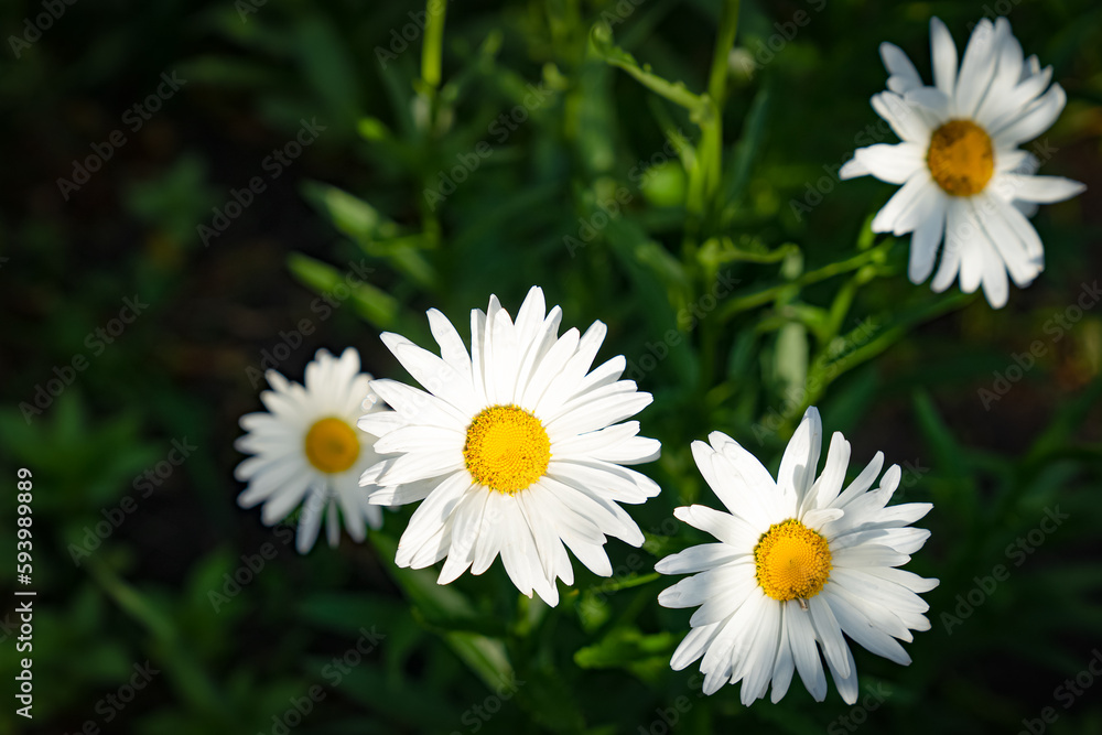 Obraz premium daisies in the grass