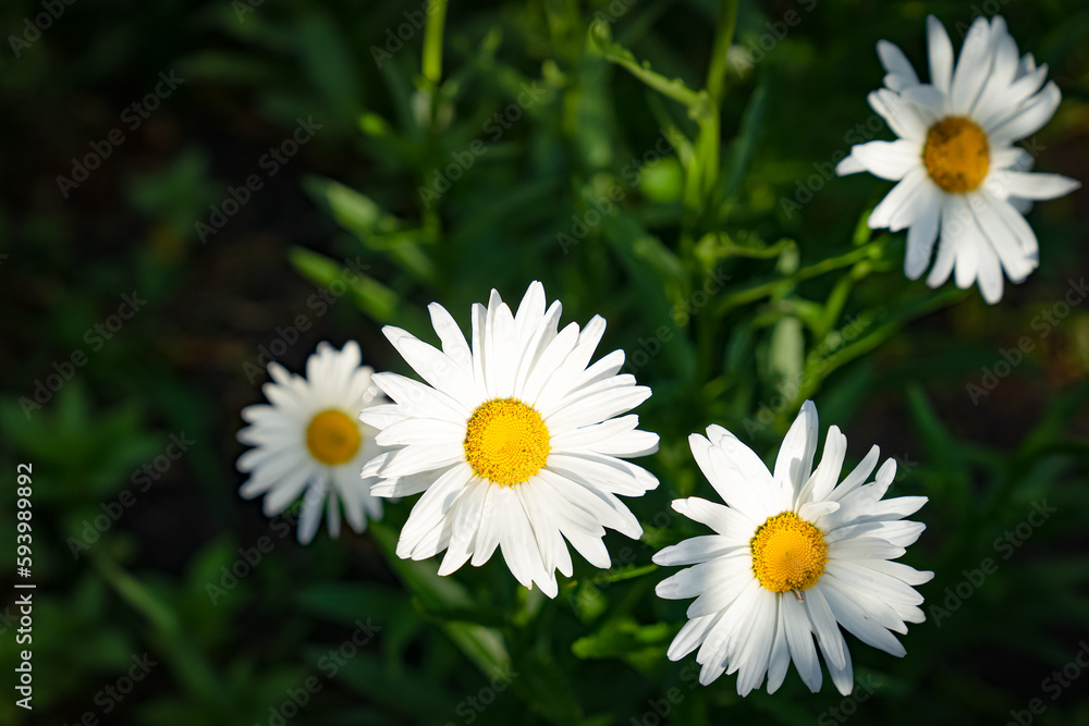 many white garden daisies with green leaves under the sun many white garden daisies with green leaves under the sun