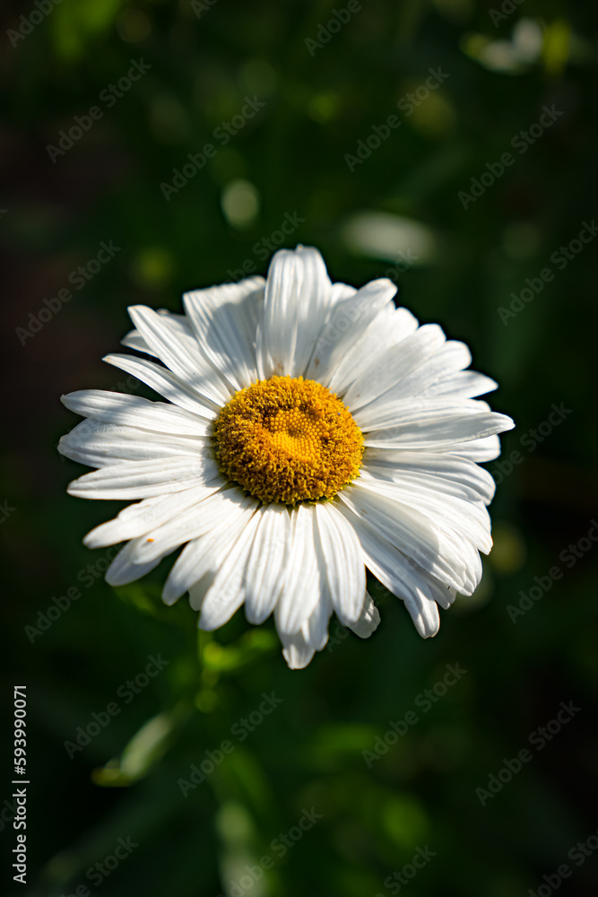 white daisy flower white daisy flower