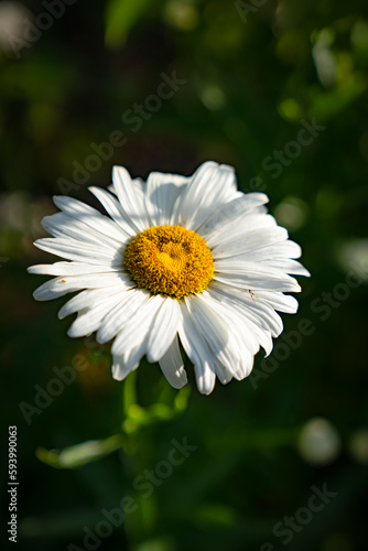 daisy flower closeup © Inna_Shport