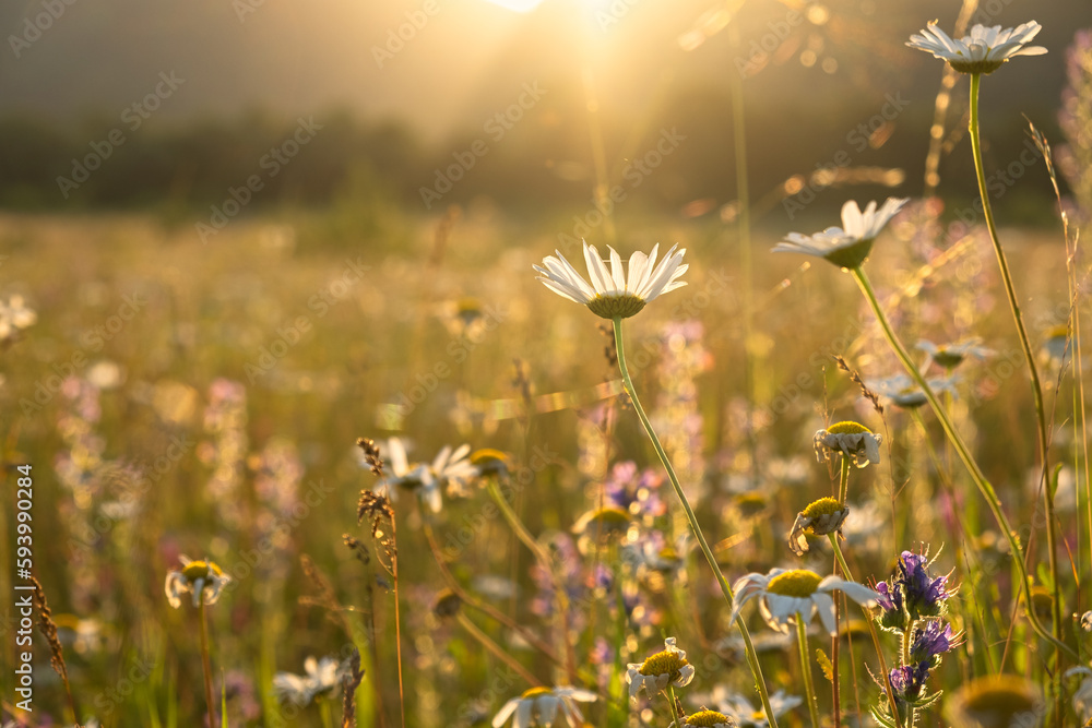 Bright rays of the sun illuminate the field with daisies. Evening warm sunset light. Landscape of a spring field with flowers. Beautiful golden sunny background. Conceptual atmospheric summer mood