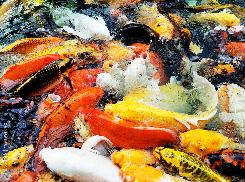 A group of carp fish is swimming in the pool. A group of carp fish is swimming in the pool.