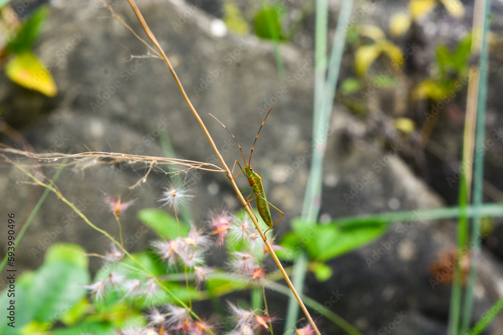 View of withered trees and green meadow in the morning in Wonosobo city park, Indonesia