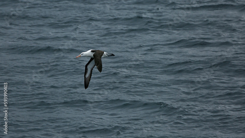 Albatross in flight