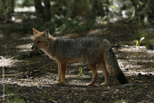Gray fox