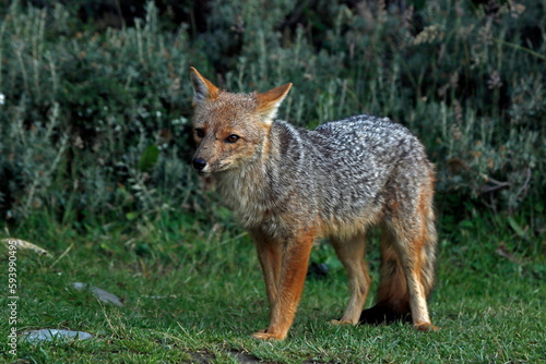 Gray fox in the wild