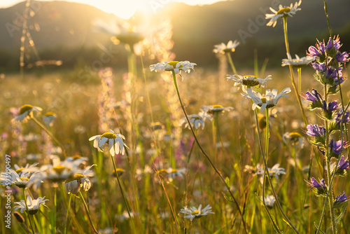 Bright rays of the sun illuminate the field with daisies. Evening warm sunset light. Landscape of a spring field with flowers. Beautiful golden sunny background. Conceptual atmospheric summer mood