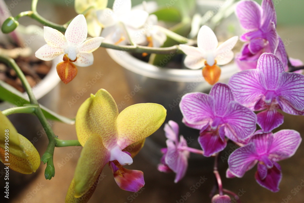 Phalaenopsis orchid in a flower pot on the windowsill in the house. Care of a houseplant. Home garden. Room interior.