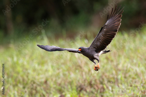 Snail Kite