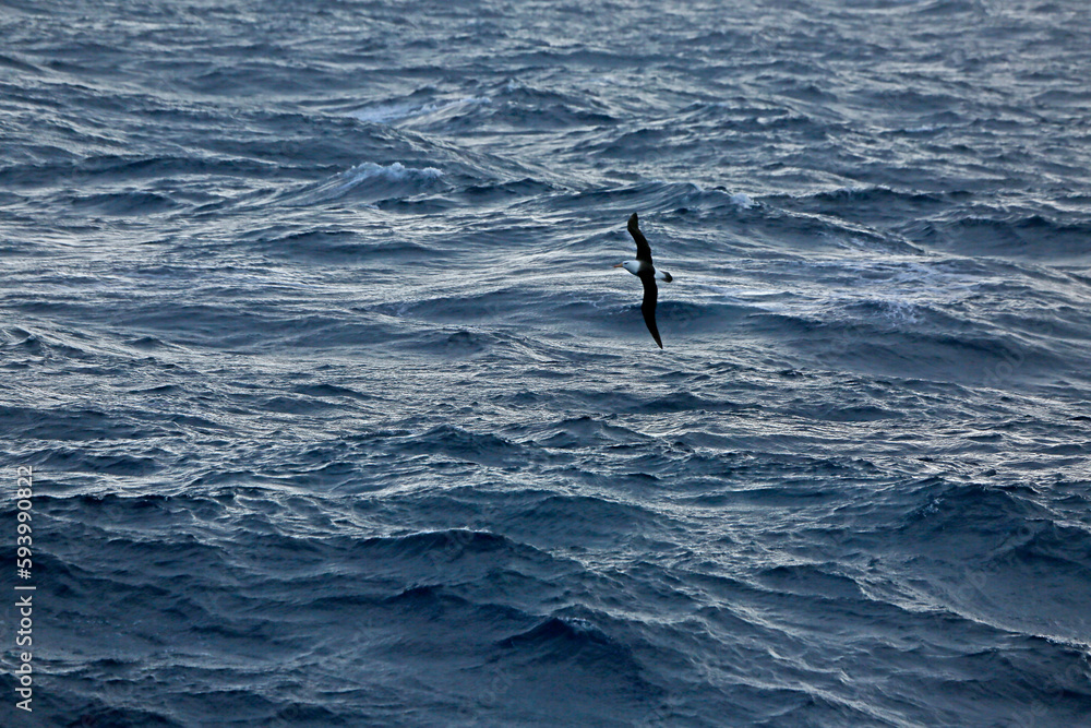 Fototapeta premium Albatross in stormy Drake Passage