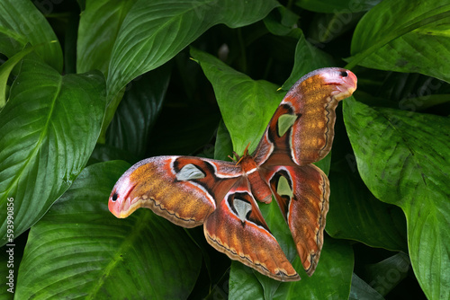 Atlas Moth - Attacus atlas, beautiful large iconic moth from Asian forests and woodlands, Borneo, Indonesia. photo