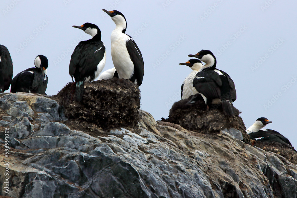 Naklejka premium Cormorant shag colony