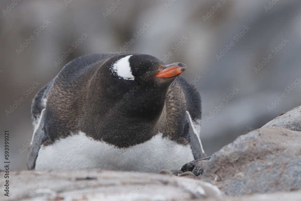 Fototapeta premium penguin in polar regions