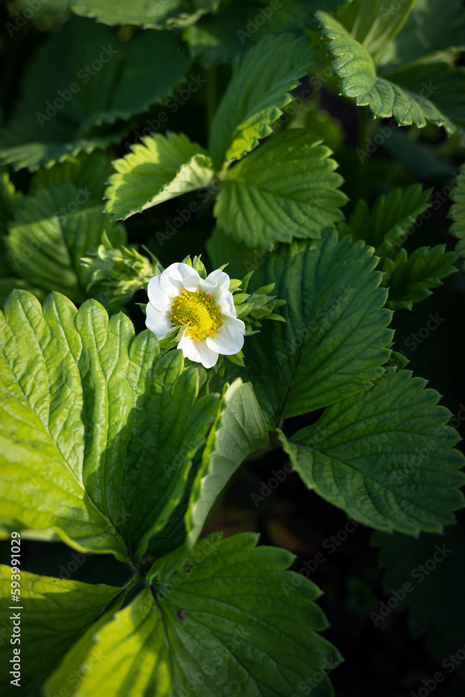 strawberries are blooming in the garden. Green leaves and strawberry flowers strawberries are blooming in the garden. Green leaves and strawberry flowers
