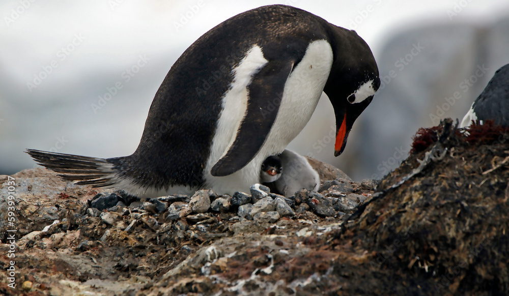 Naklejka premium Penguin with a chick