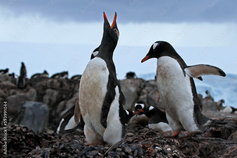 Naklejka premium gentoo penguin colony