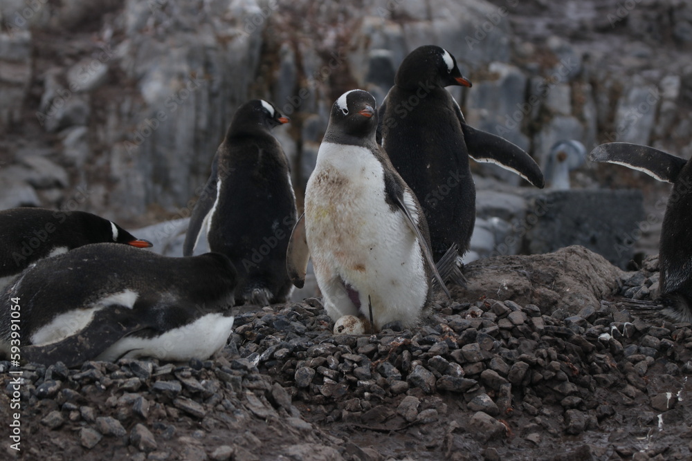 Fototapeta premium penguin on the rocks