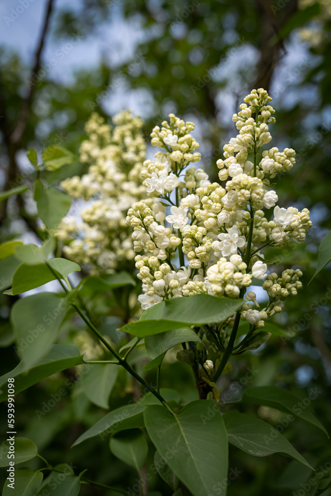 Shrubs with white lilac flowers Shrubs with white lilac flowers