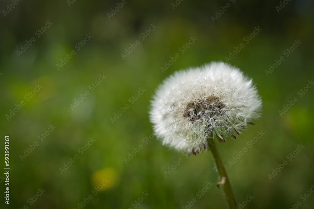 dandelion with white bangs on a background of green grass dandelion with white bangs on a background of green grass
