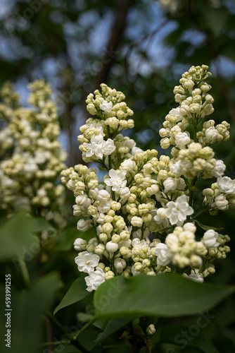 a branch of white lilac blooms in the garden