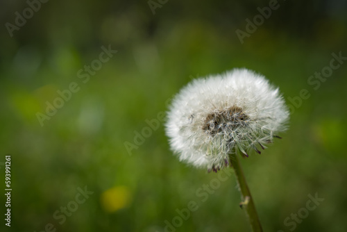 dandelion with white bangs on a background of green grass