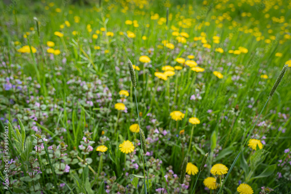 yellow dandelions in the grass yellow dandelions in the grass