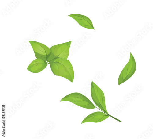 Concept Matcha plant leaf branch. The illustration is a flat, vector design featuring a cartoon-style concept of a matcha leaf and branch on a white background. Vector illustration.
