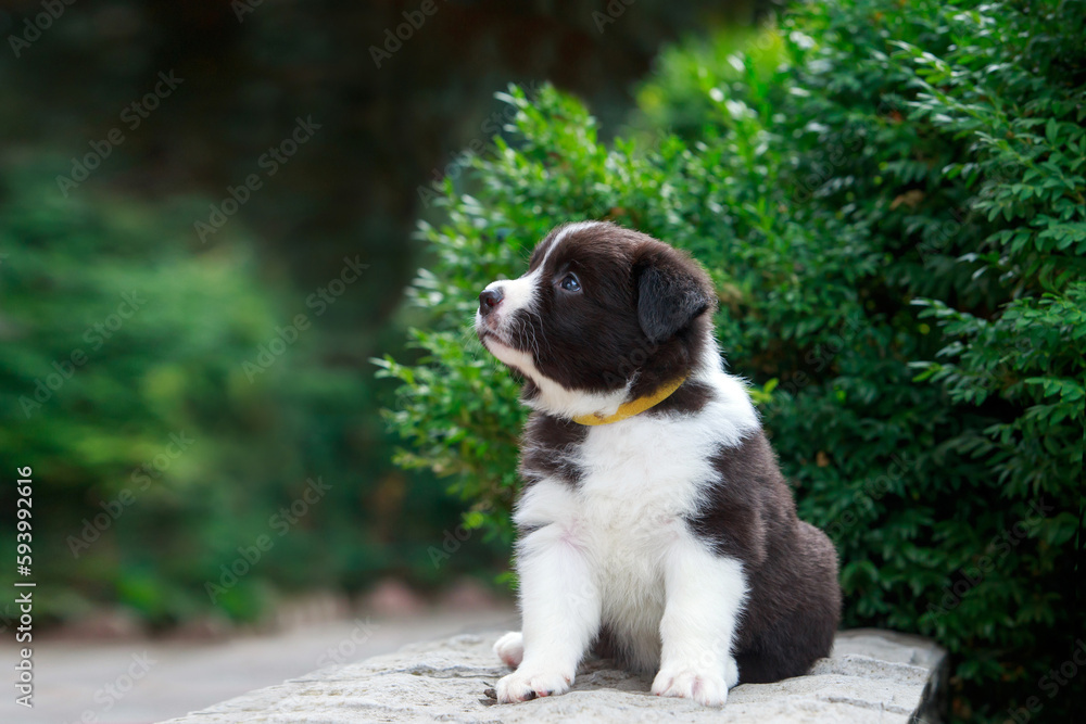 Dog breed Border Collie Dog breed Border Collie