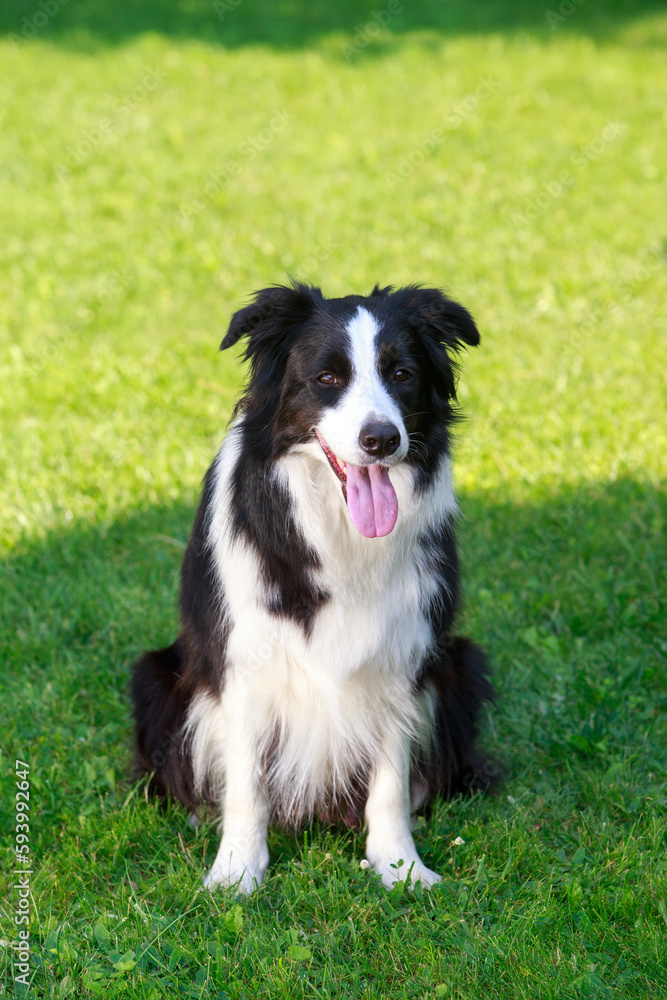 Dog breed Border Collie Dog breed Border Collie