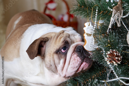 dog breed english bulldog