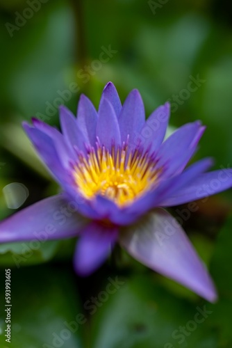Closeup shot of a purple lily flower with a blurry background